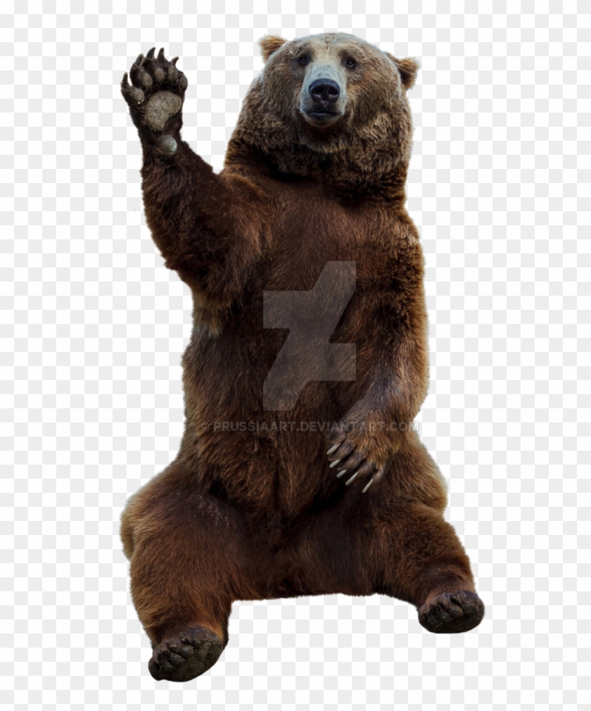 Detail Bear Transparent Background Nomer 7