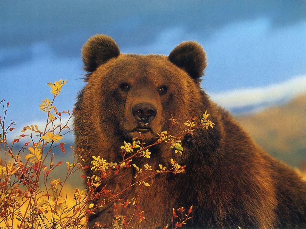 Detail Bear Wallpaper Hd Nomer 21