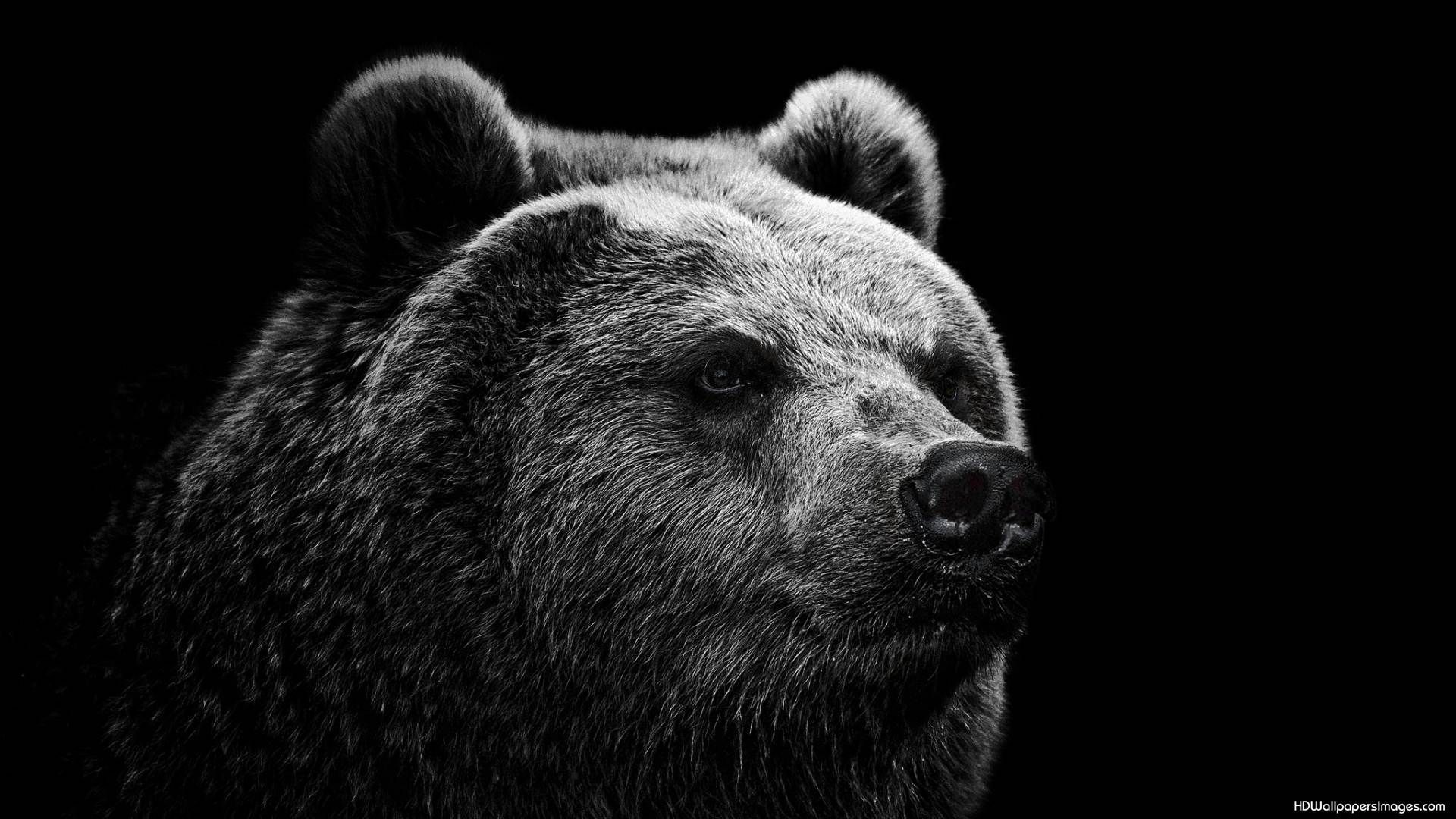 Detail Bear Wallpaper Hd Nomer 30