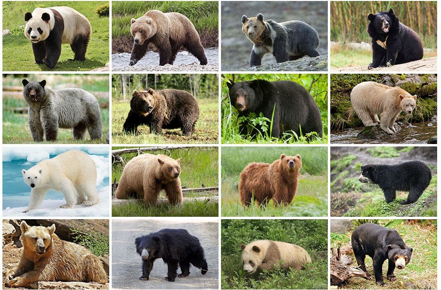 Detail Bears Animals Pictures Nomer 7