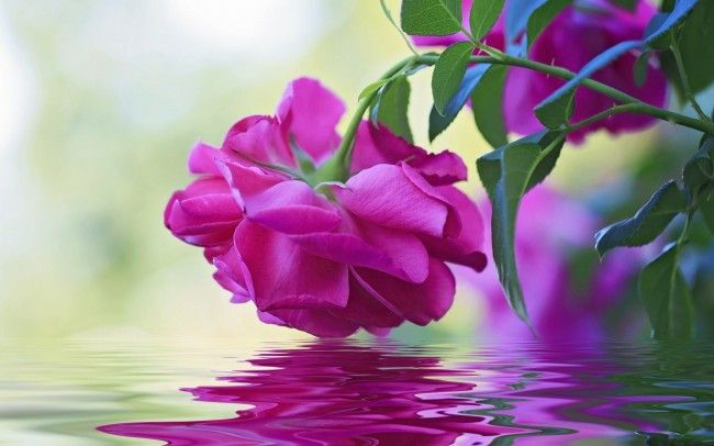 Beautiful Flower Pictures Download - KibrisPDR