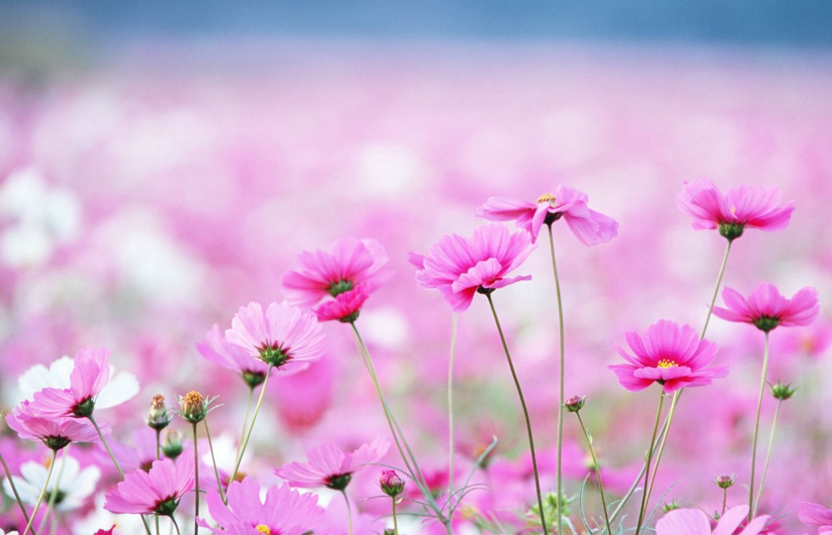 Detail Beautiful Flower Pictures Download Nomer 18