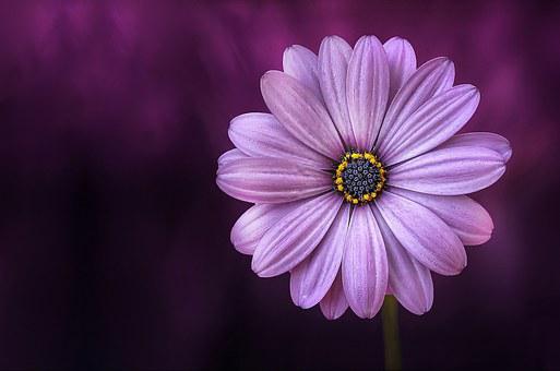 Detail Beautiful Flower Pictures Download Nomer 24