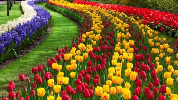 Detail Beautiful Flower Pictures Download Nomer 26