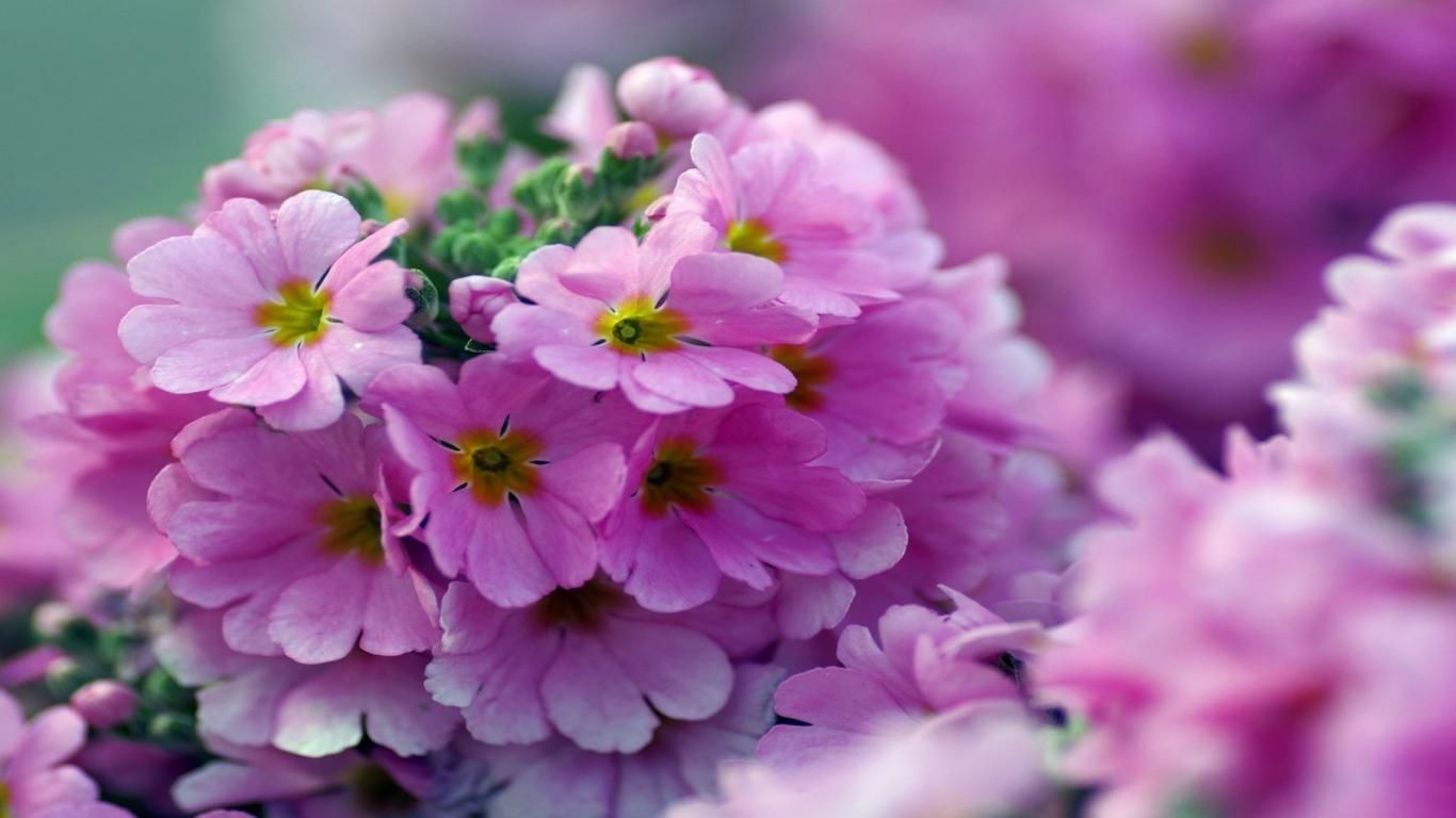 Detail Beautiful Flower Pictures Download Nomer 45