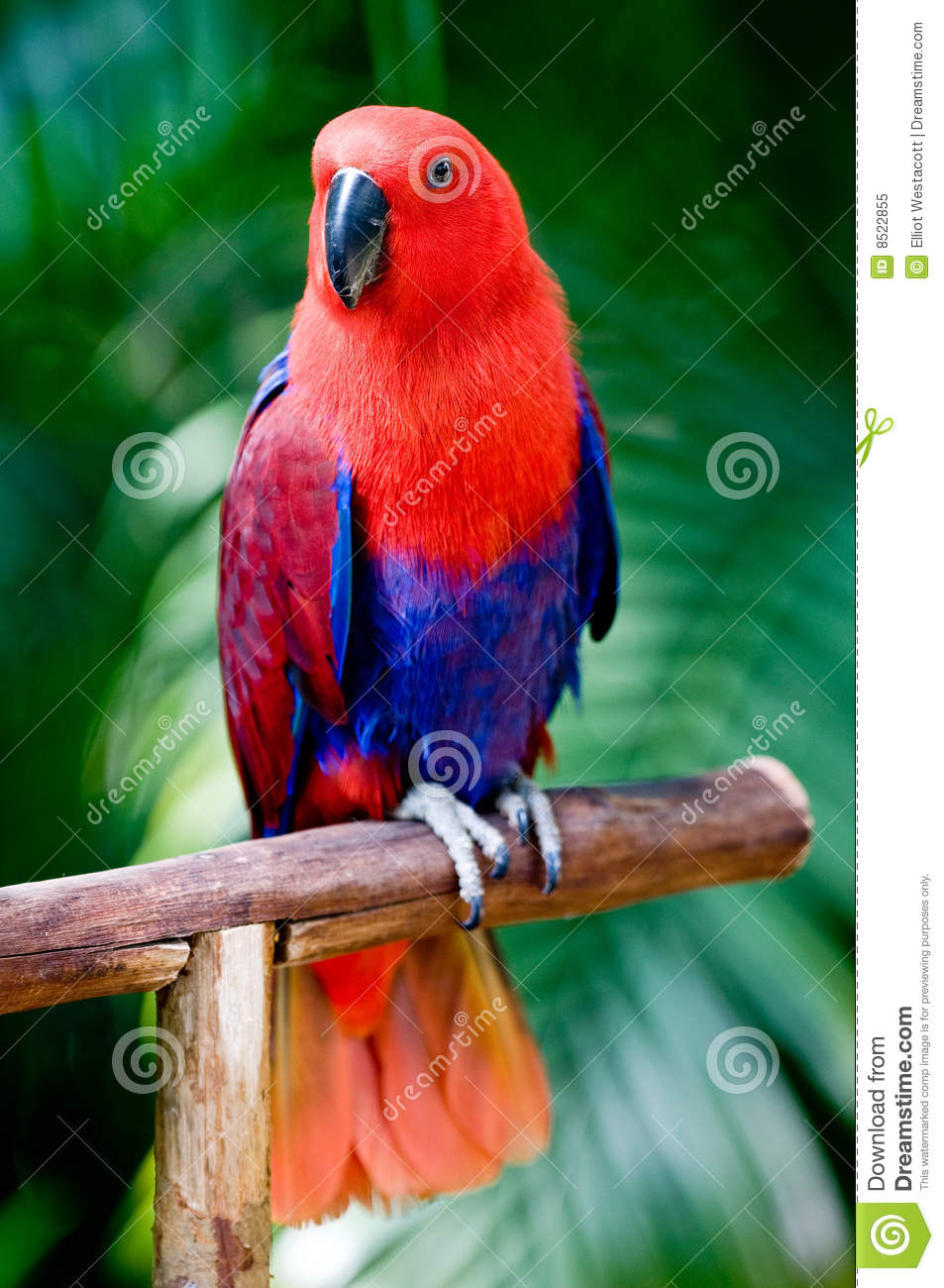 Detail Beautiful Parrot Pictures Nomer 11