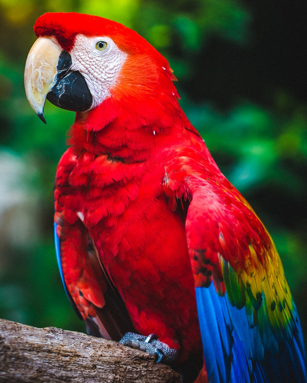 Detail Beautiful Parrot Pictures Nomer 13