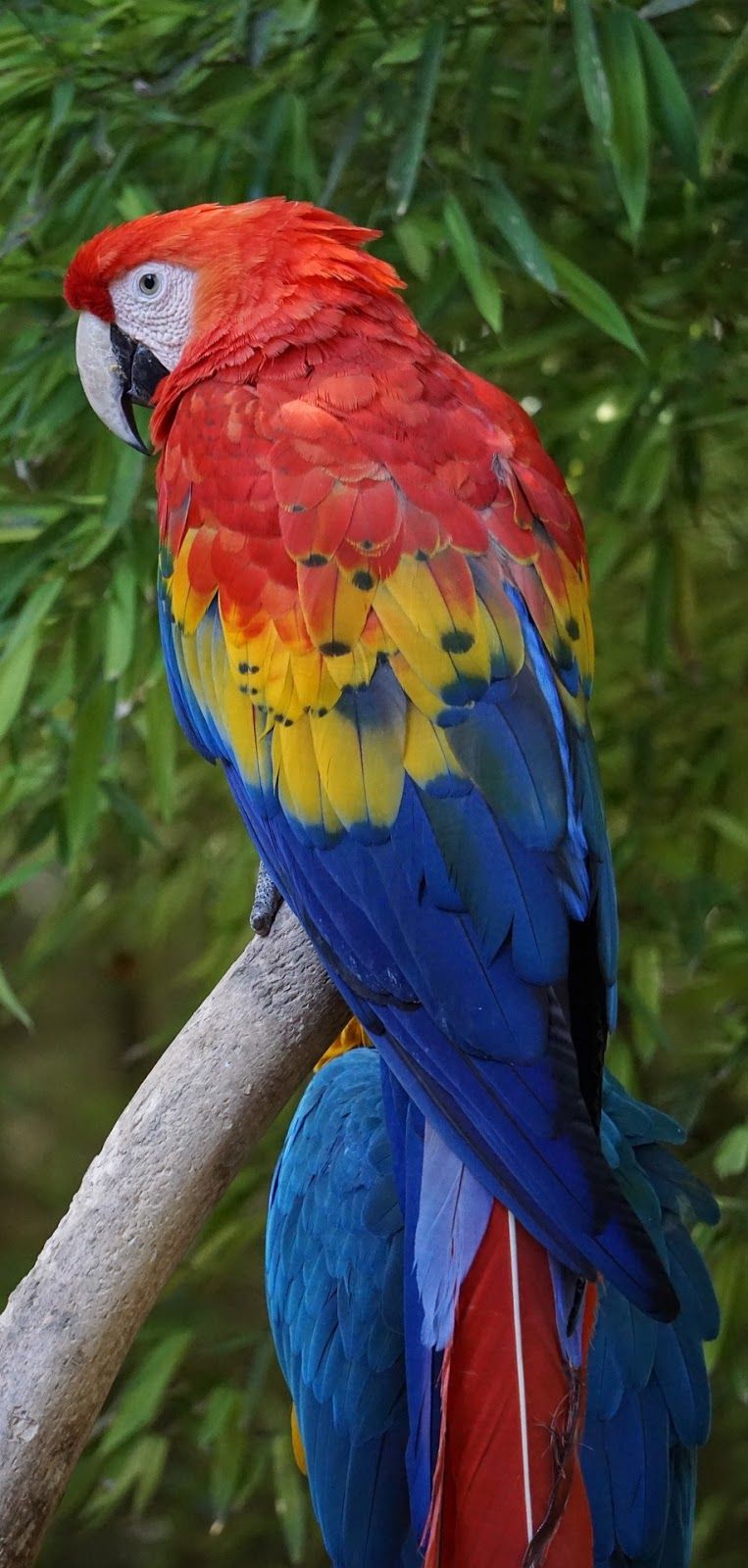 Detail Beautiful Parrot Pictures Nomer 14