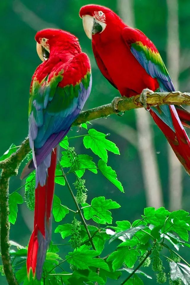 Detail Beautiful Parrot Pictures Nomer 16