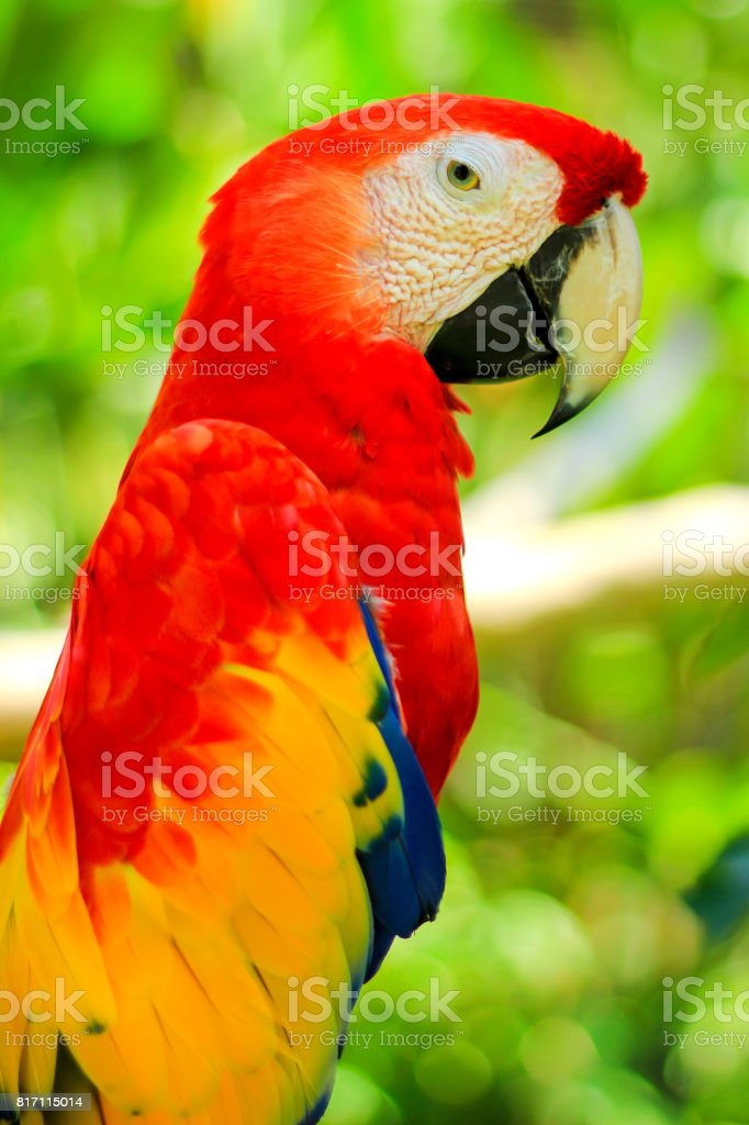 Detail Beautiful Parrot Pictures Nomer 3