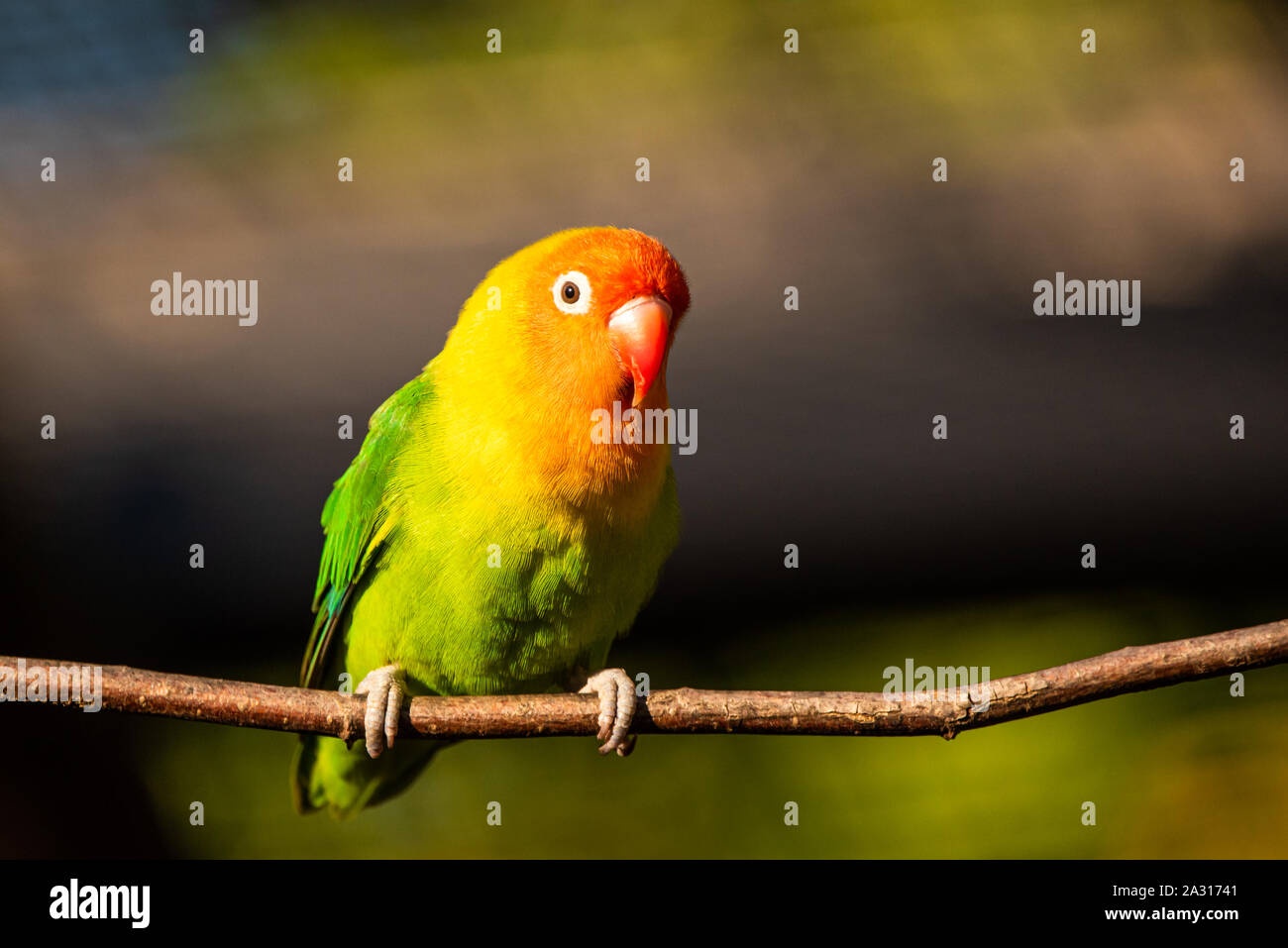 Detail Beautiful Parrot Pictures Nomer 22