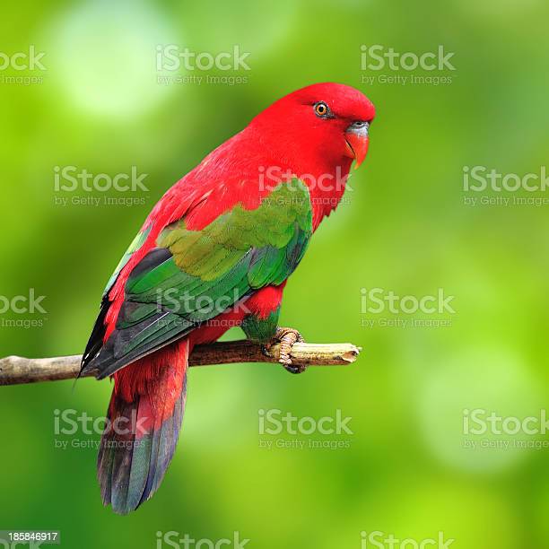 Detail Beautiful Parrot Pictures Nomer 23