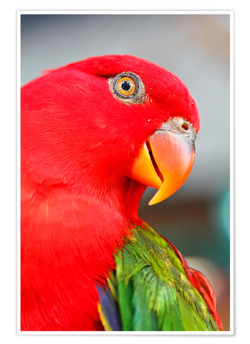 Detail Beautiful Parrot Pictures Nomer 24