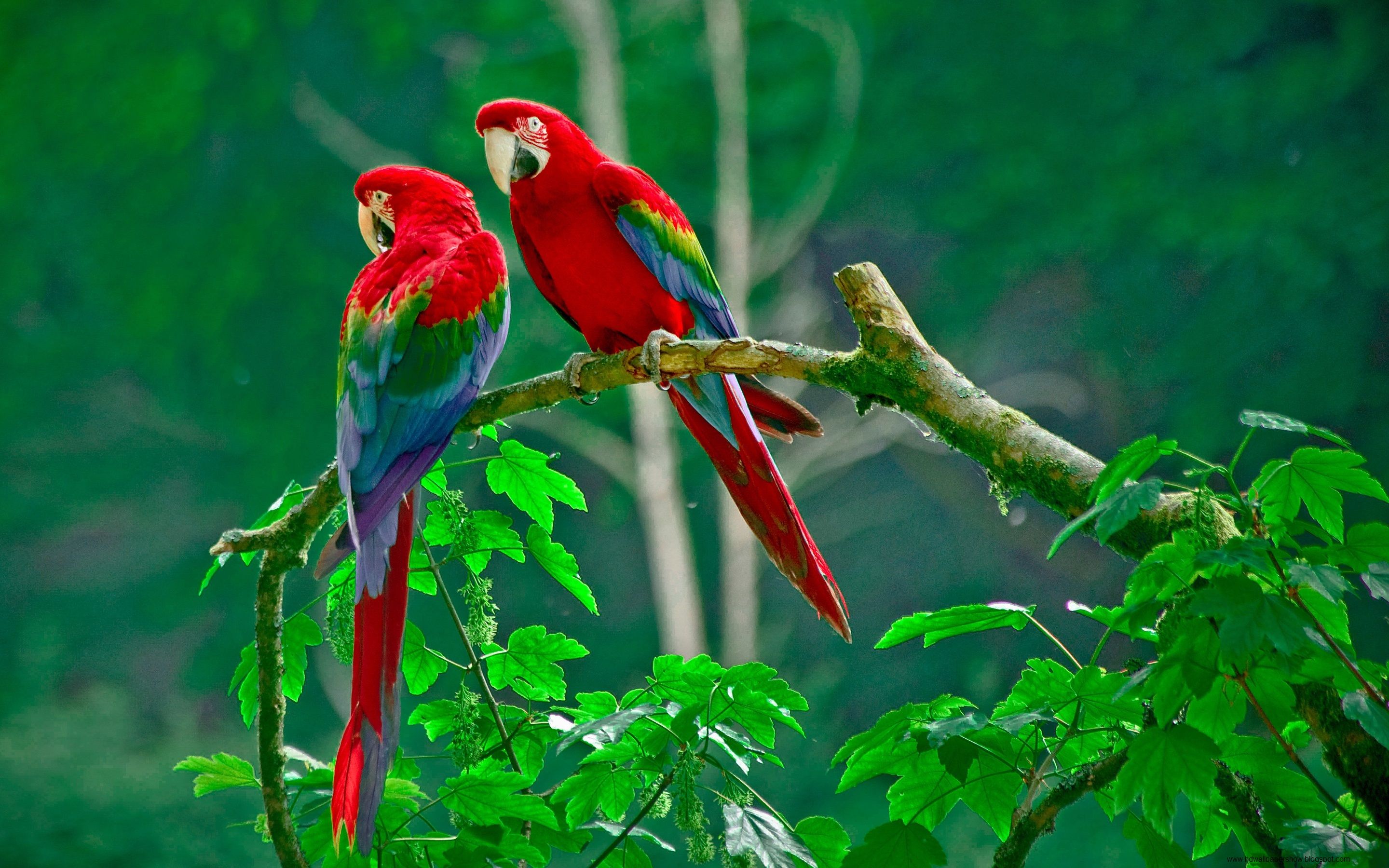 Detail Beautiful Parrot Pictures Nomer 25