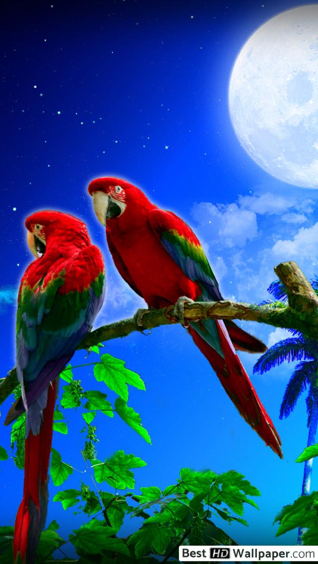 Detail Beautiful Parrot Pictures Nomer 27