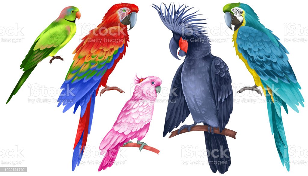 Detail Beautiful Parrot Pictures Nomer 30