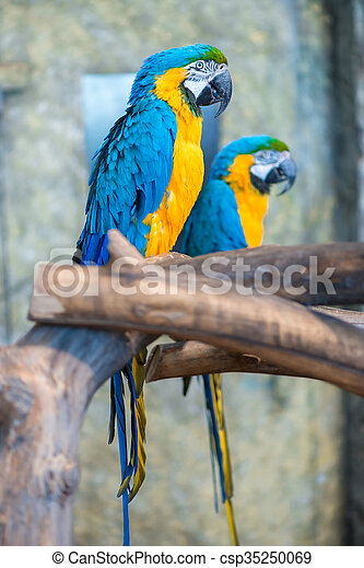 Detail Beautiful Parrot Pictures Nomer 32