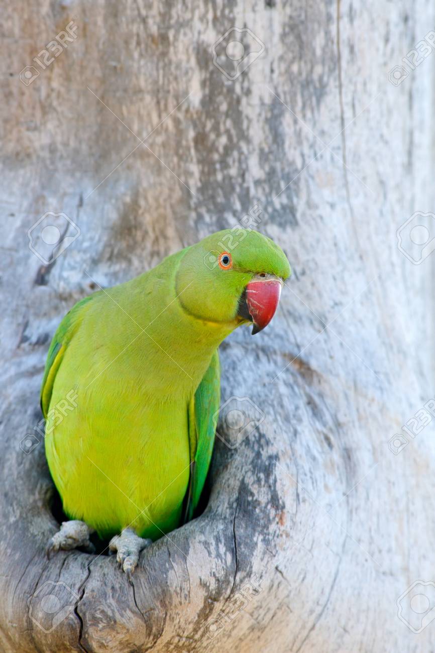 Detail Beautiful Parrot Pictures Nomer 40