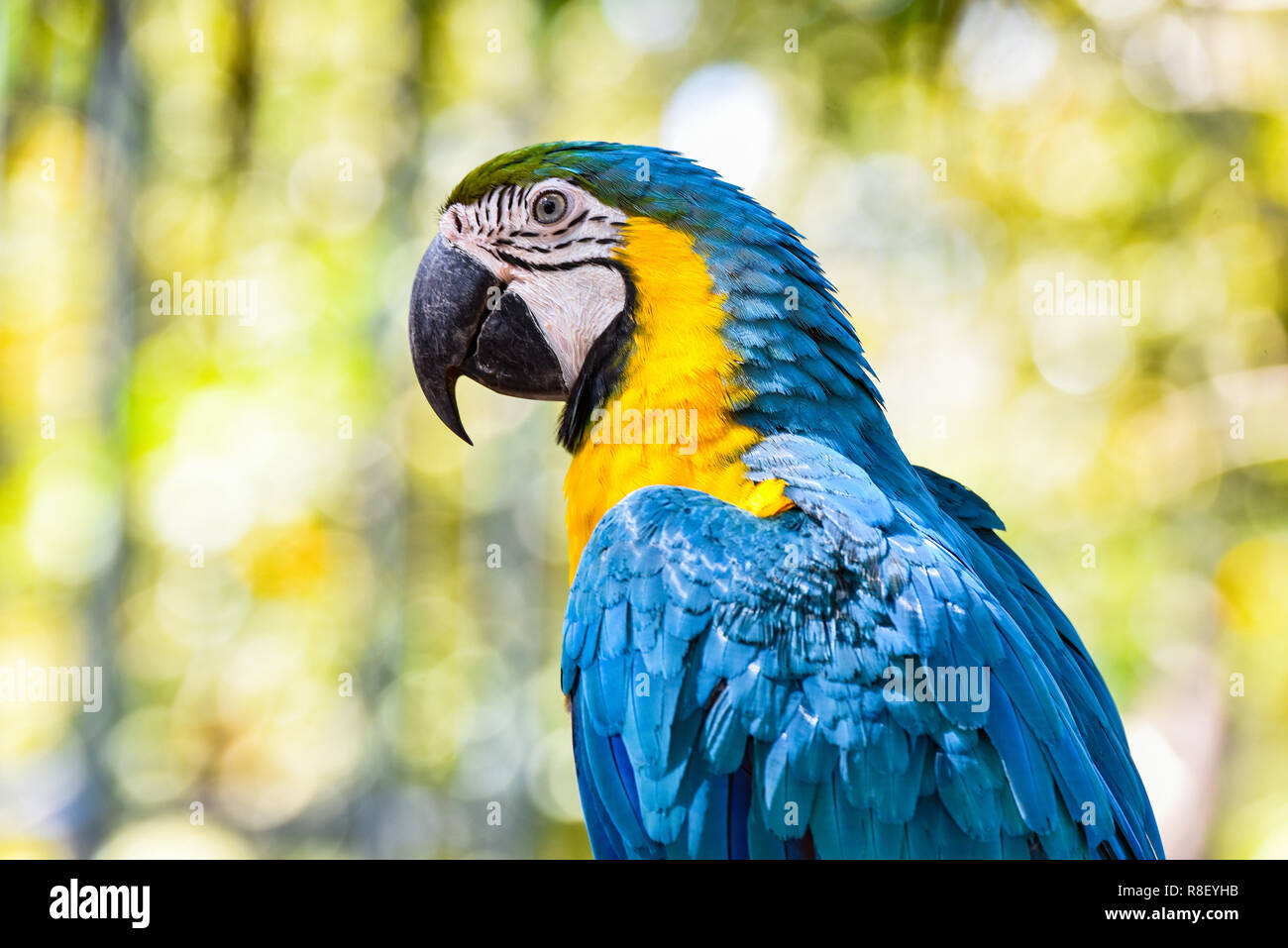 Detail Beautiful Parrot Pictures Nomer 45