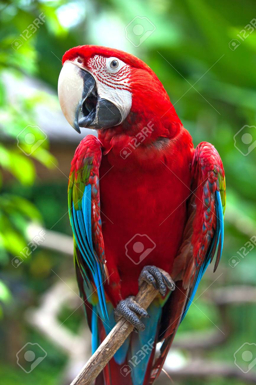 Detail Beautiful Parrot Pictures Nomer 48