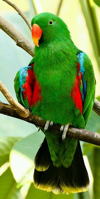 Detail Beautiful Parrot Pictures Nomer 53