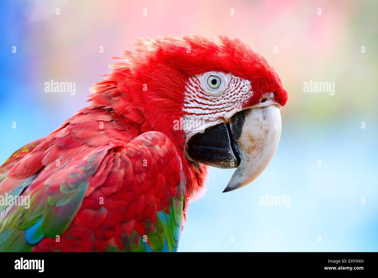 Detail Beautiful Parrot Pictures Nomer 55