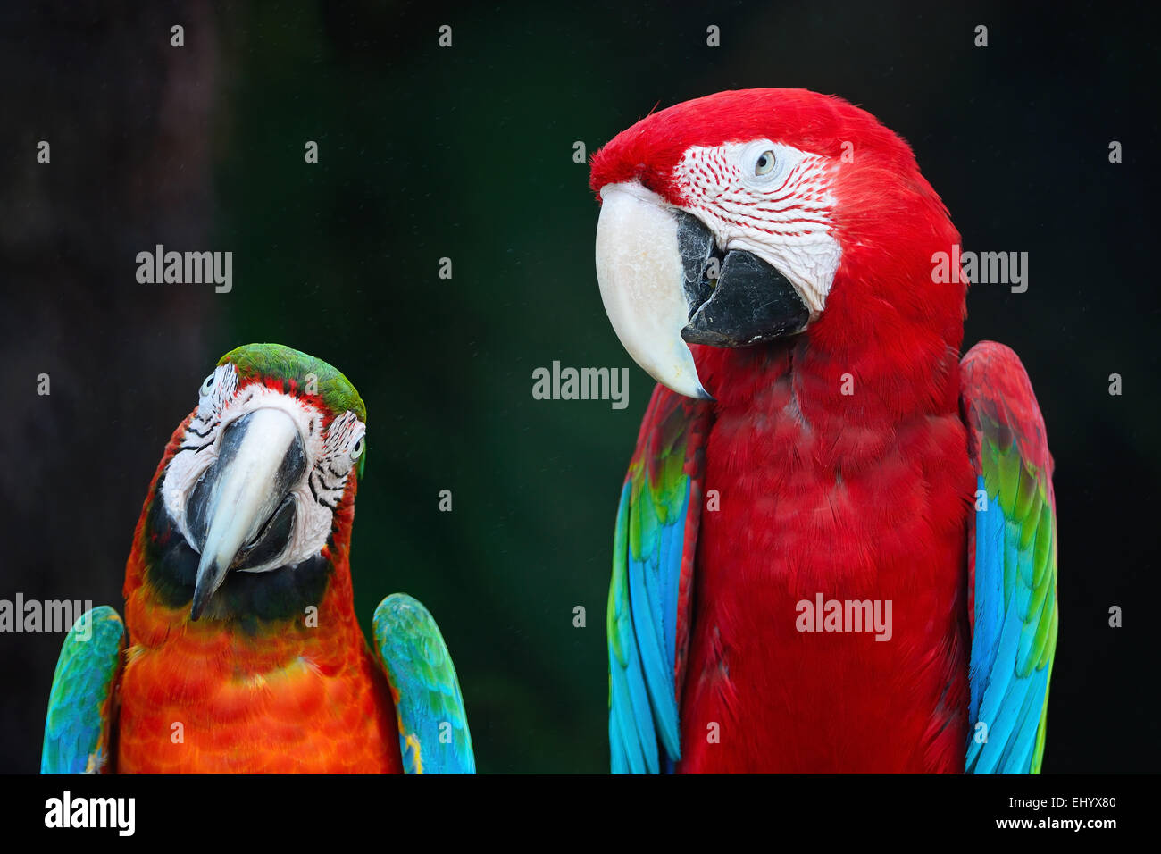 Detail Beautiful Parrot Pictures Nomer 56