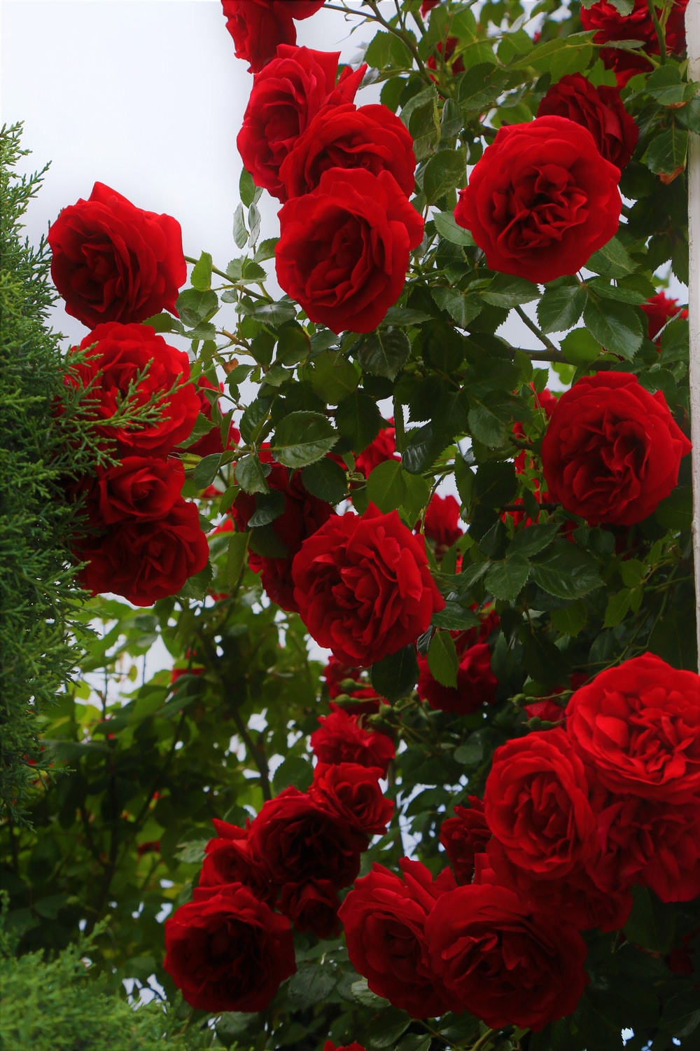 Detail Beautiful Rose Flowers Images Free Download Nomer 2