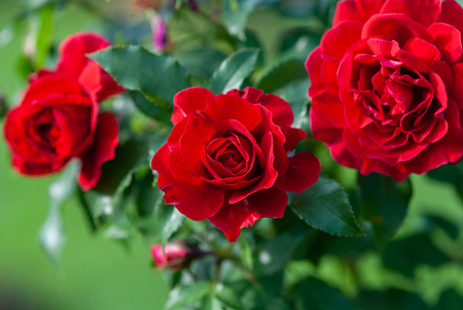 Detail Beautiful Rose Flowers Images Free Download Nomer 15