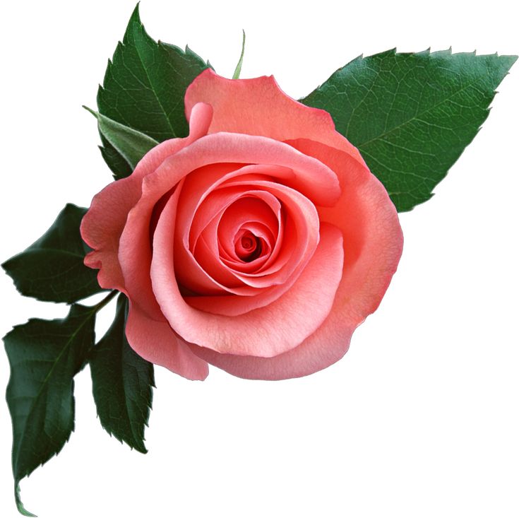 Detail Beautiful Rose Flowers Images Free Download Nomer 32