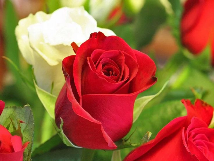 Detail Beautiful Rose Flowers Images Free Download Nomer 5