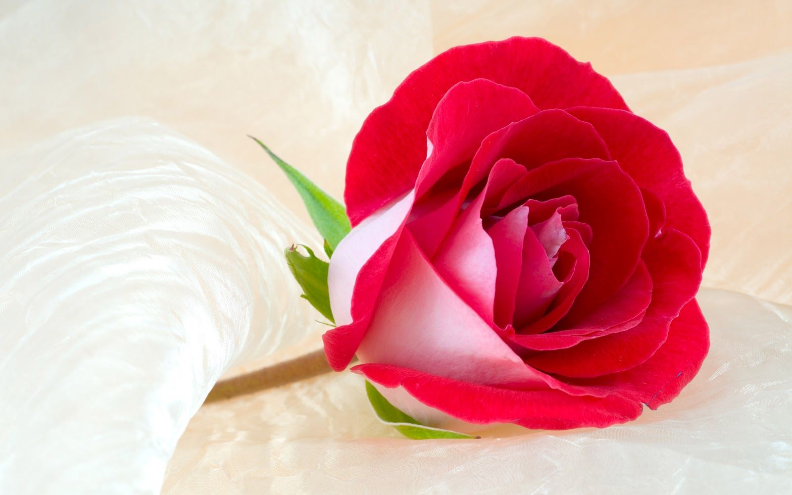 Detail Beautiful Rose Flowers Images Free Download Nomer 45