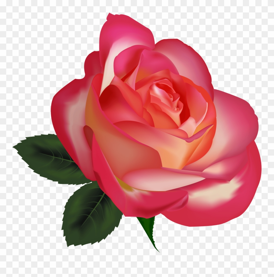 Detail Beautiful Rose Image Download Nomer 13