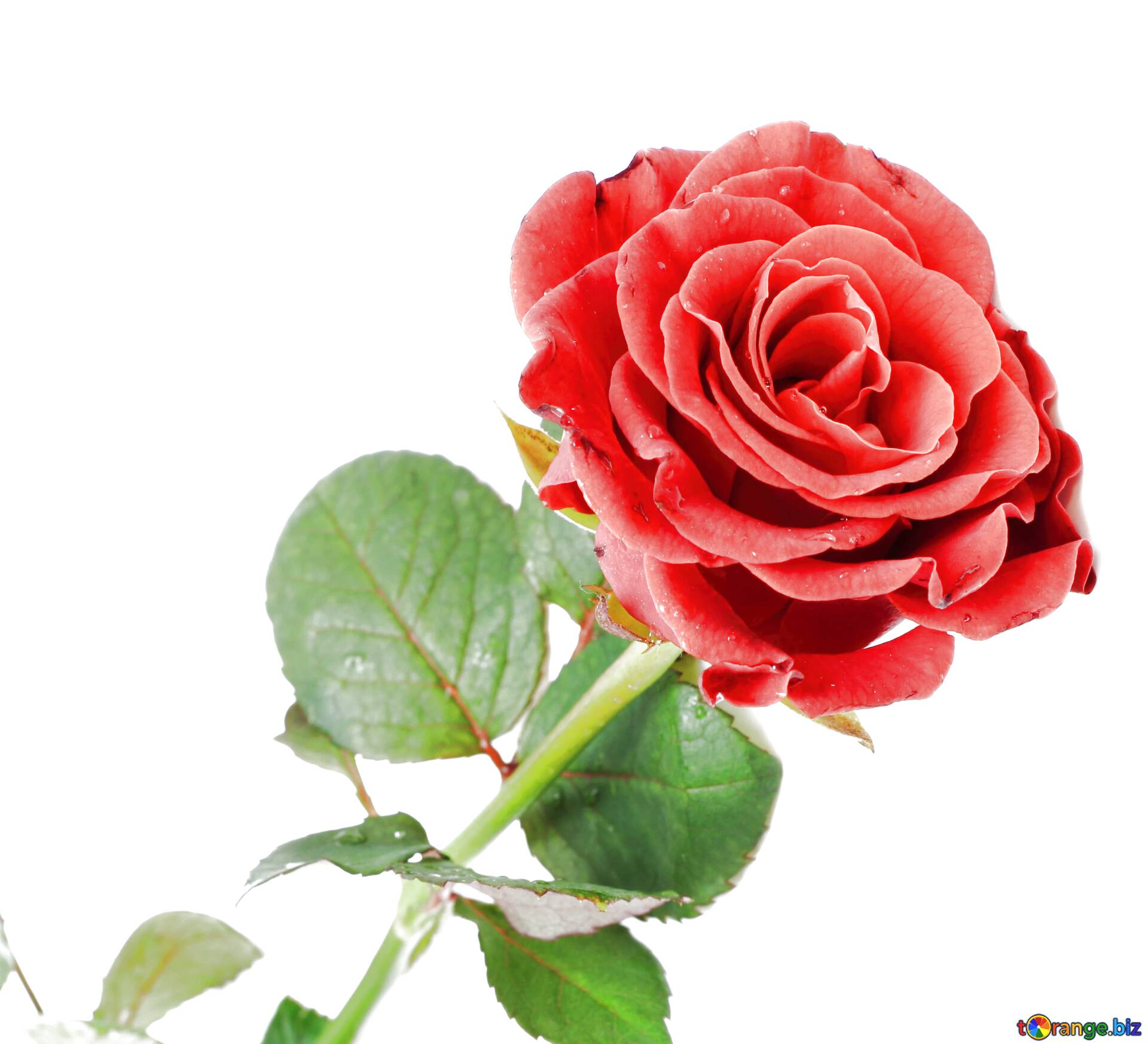 Download Beautiful Rose Image Download Nomer 19