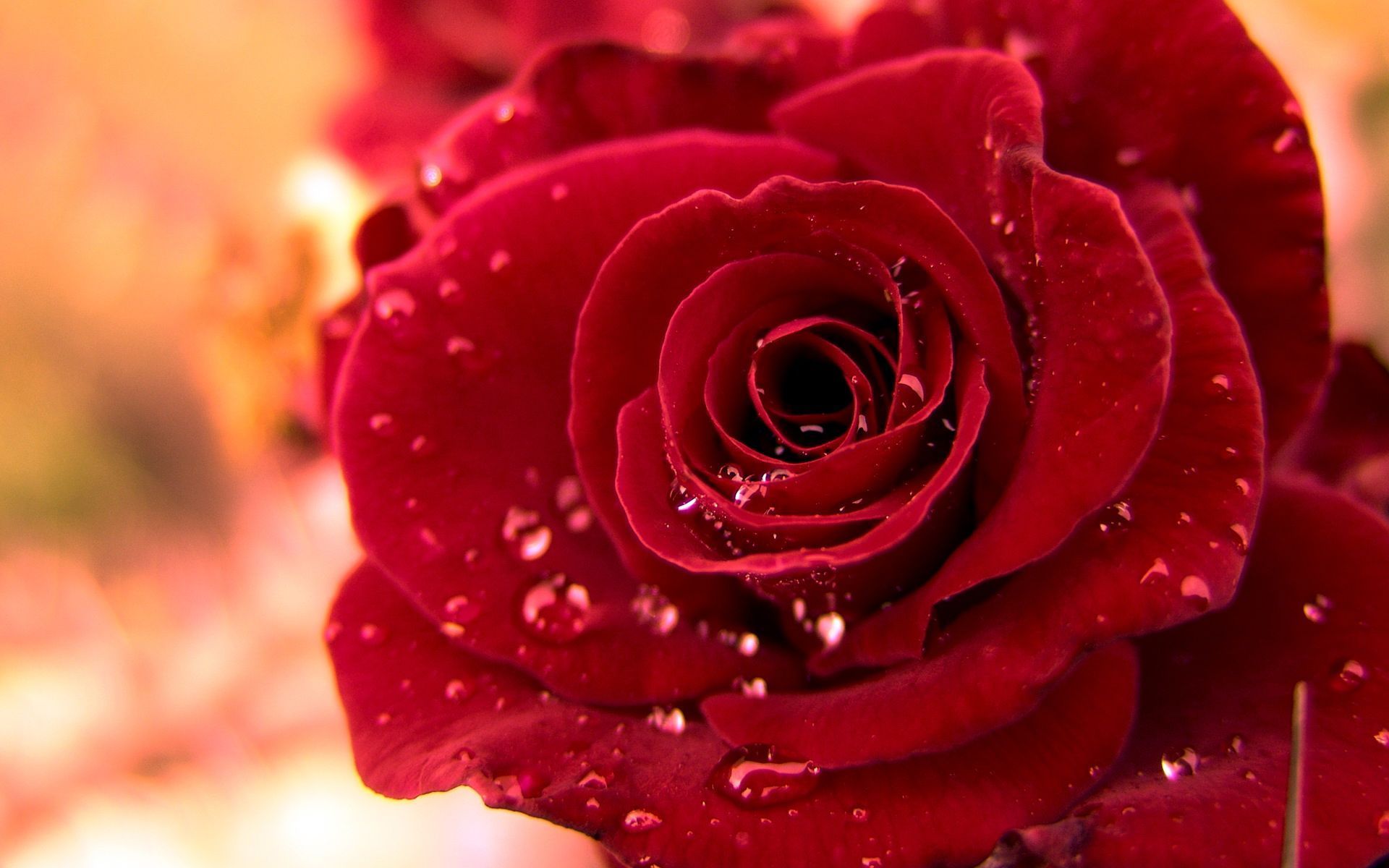 Detail Beautiful Rose Image Download Nomer 22