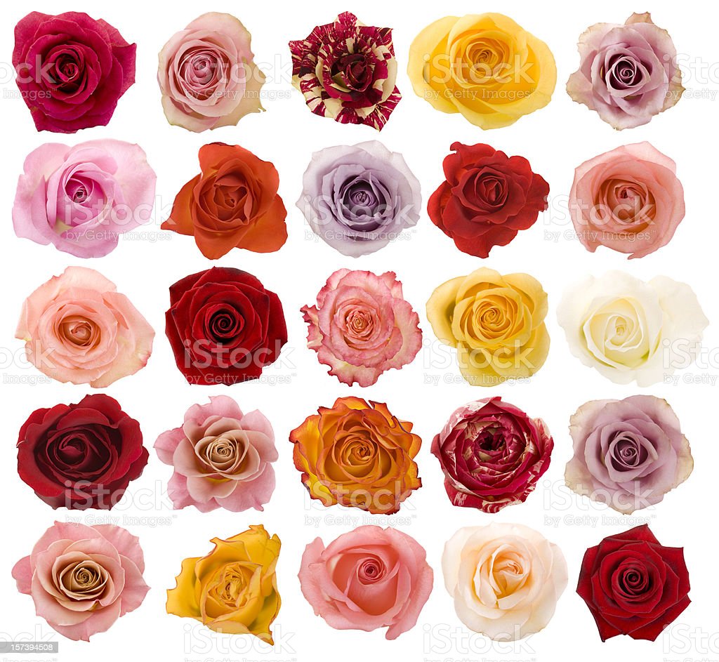 Detail Beautiful Rose Image Download Nomer 29