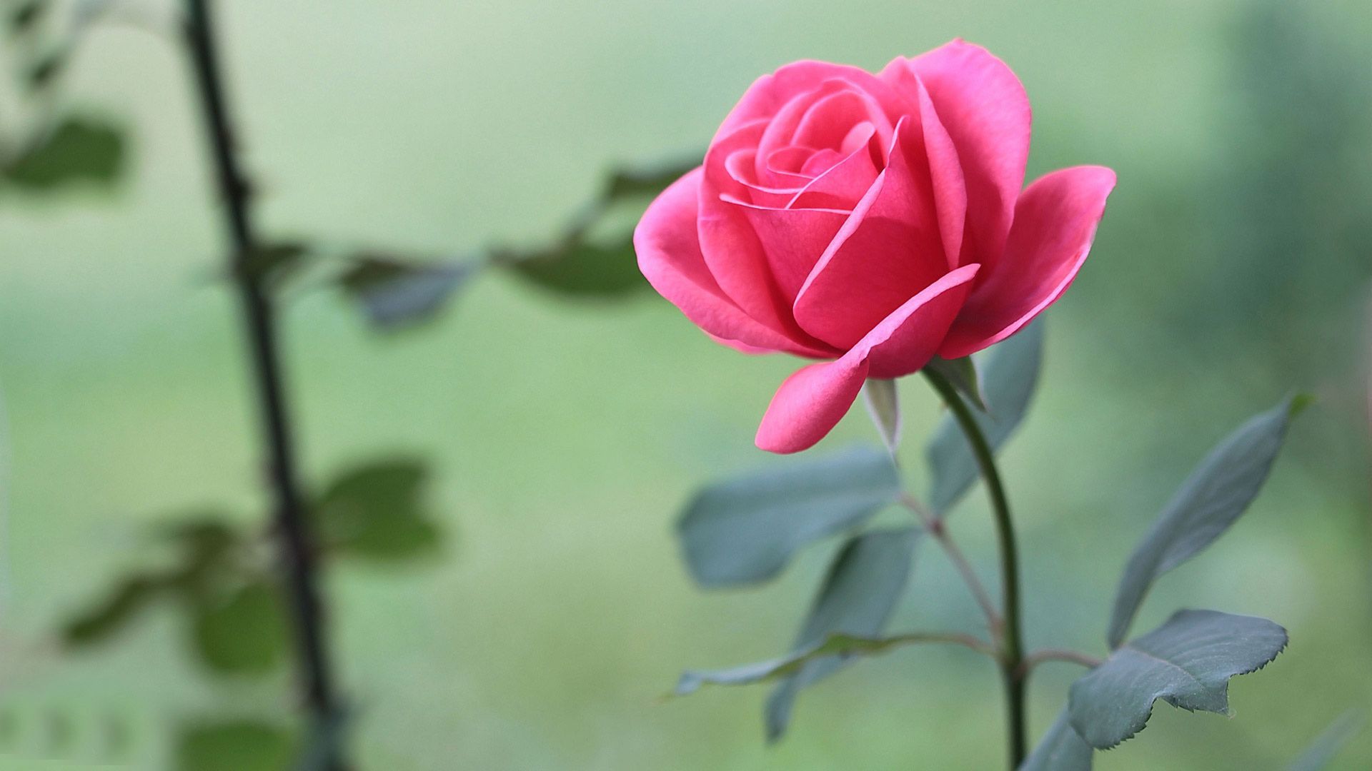 Detail Beautiful Rose Image Download Nomer 31