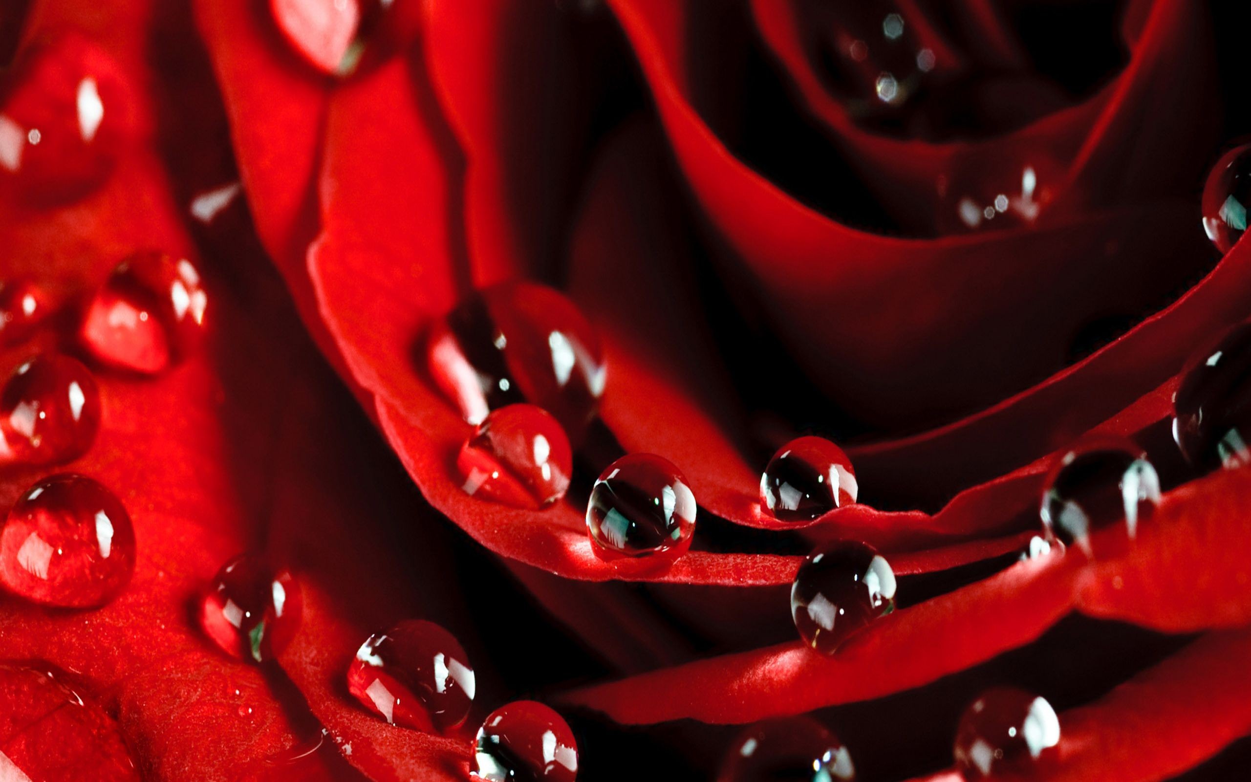 Detail Beautiful Rose Image Download Nomer 35