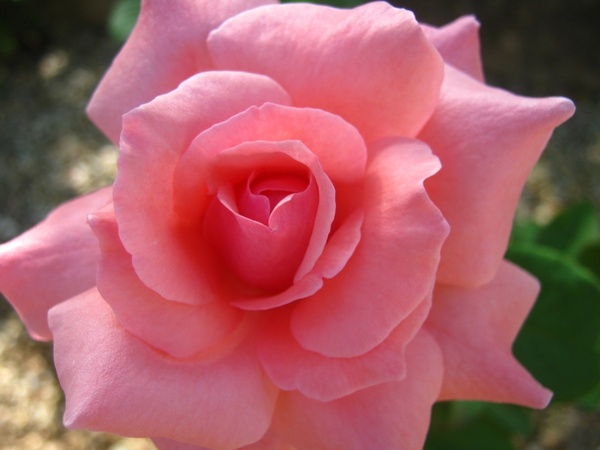 Detail Beautiful Rose Image Download Nomer 36