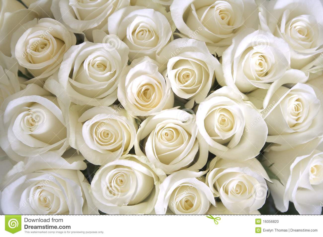 Detail Beautiful Rose Image Download Nomer 38