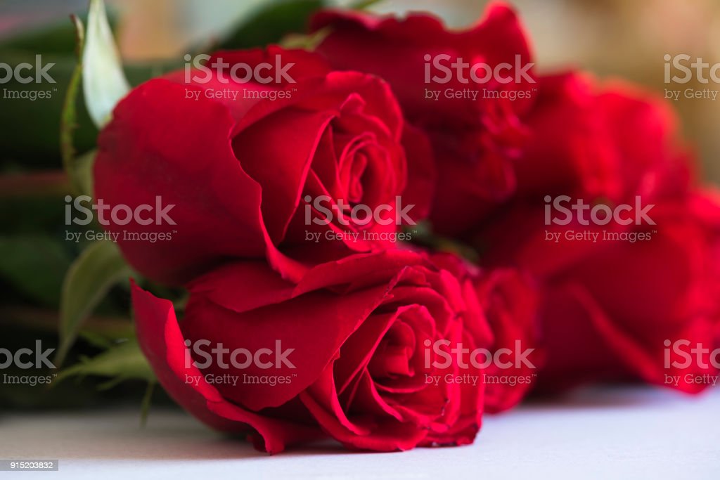 Detail Beautiful Rose Image Download Nomer 39