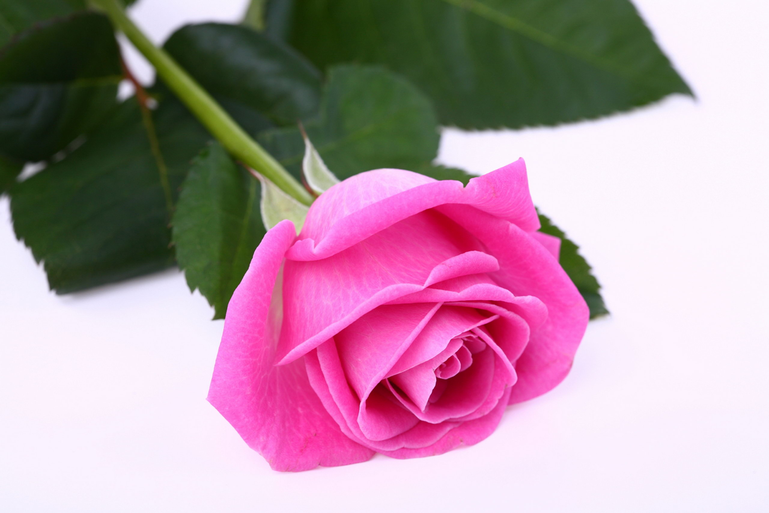 Detail Beautiful Rose Image Download Nomer 48