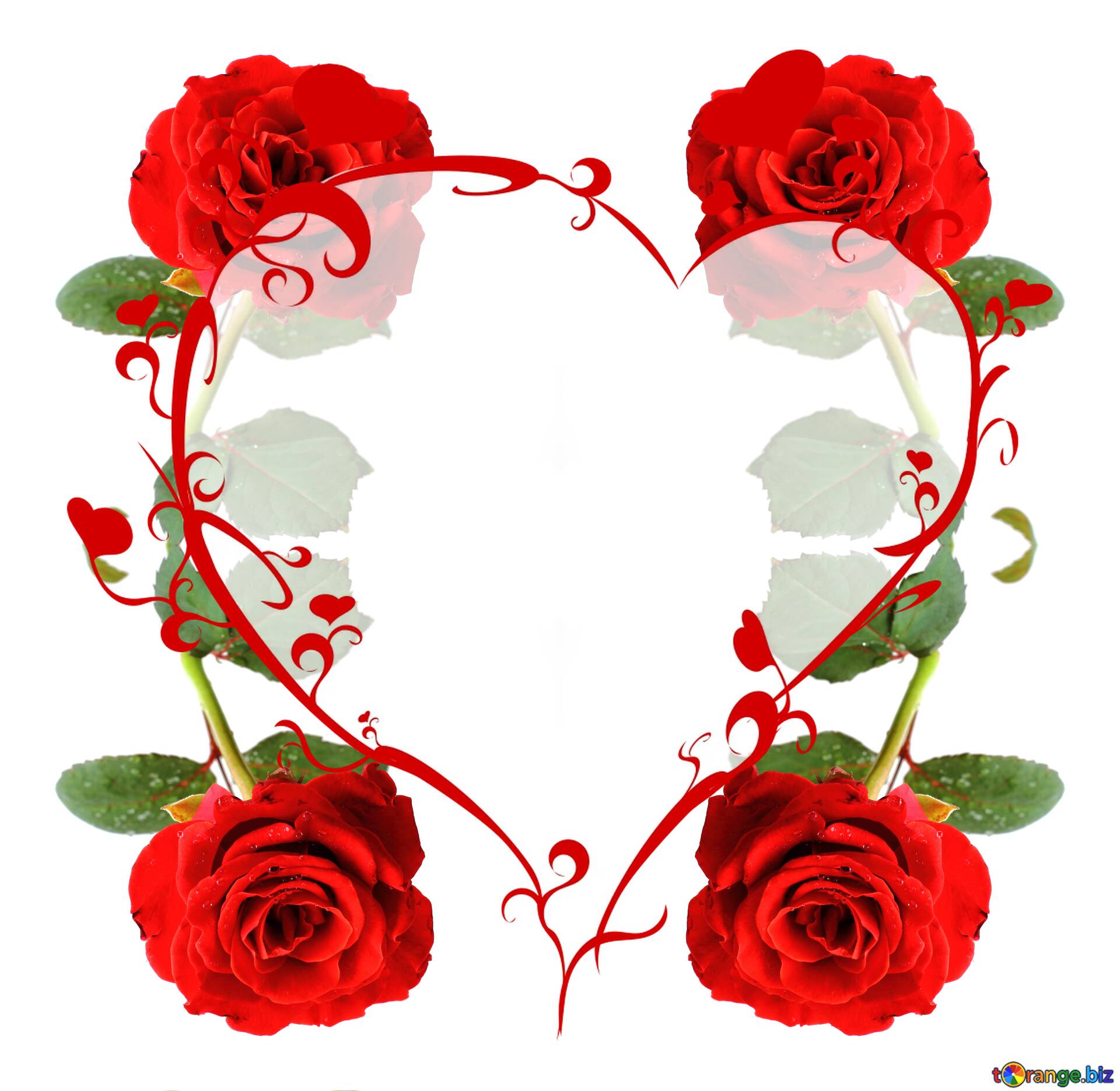 Detail Beautiful Rose Image Download Nomer 50