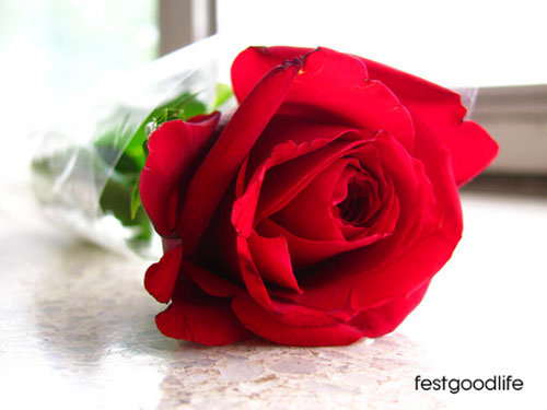 Detail Beautiful Rose Image Download Nomer 52