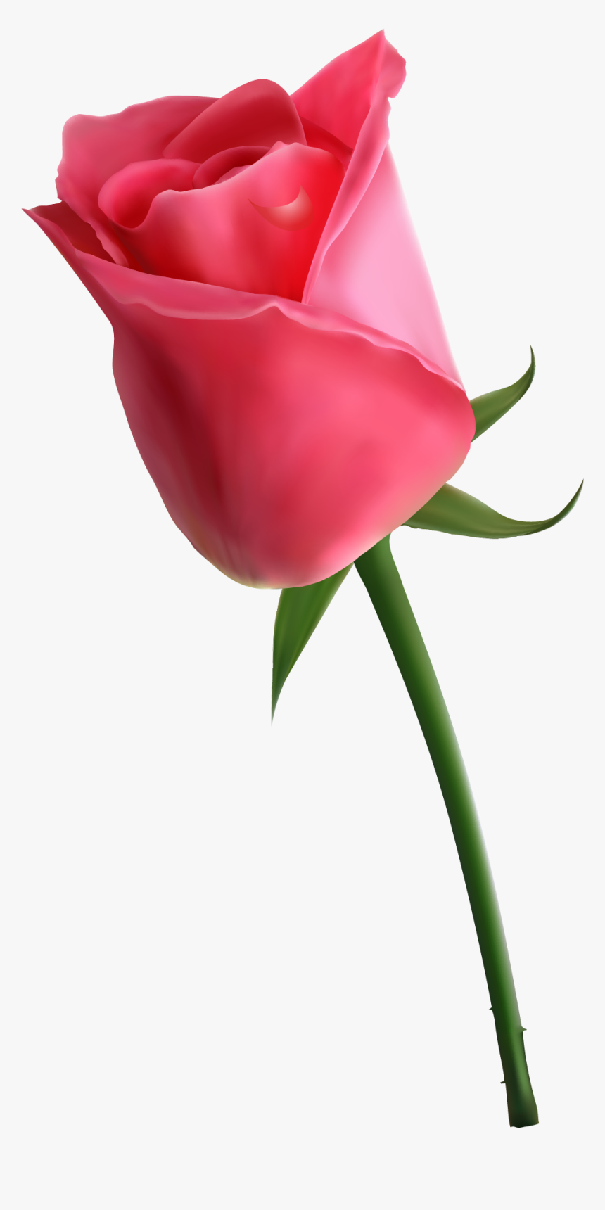 Detail Beautiful Rose Image Download Nomer 7