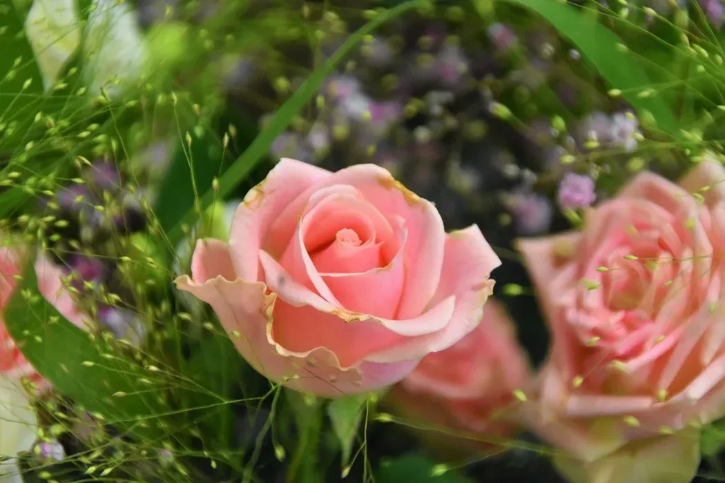 Detail Beautiful Rose Quotes Nomer 52