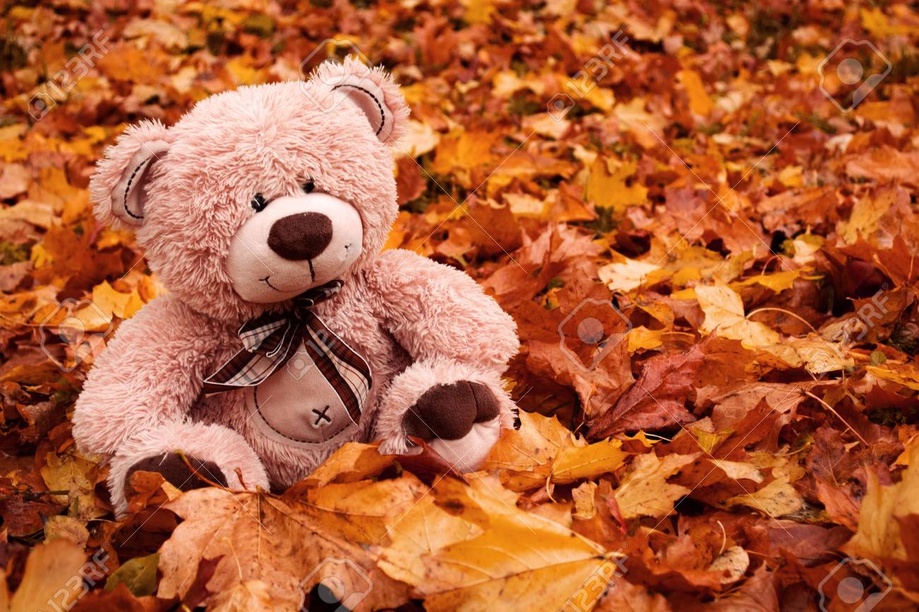 Download Beautiful Teddy Bear Images Nomer 24