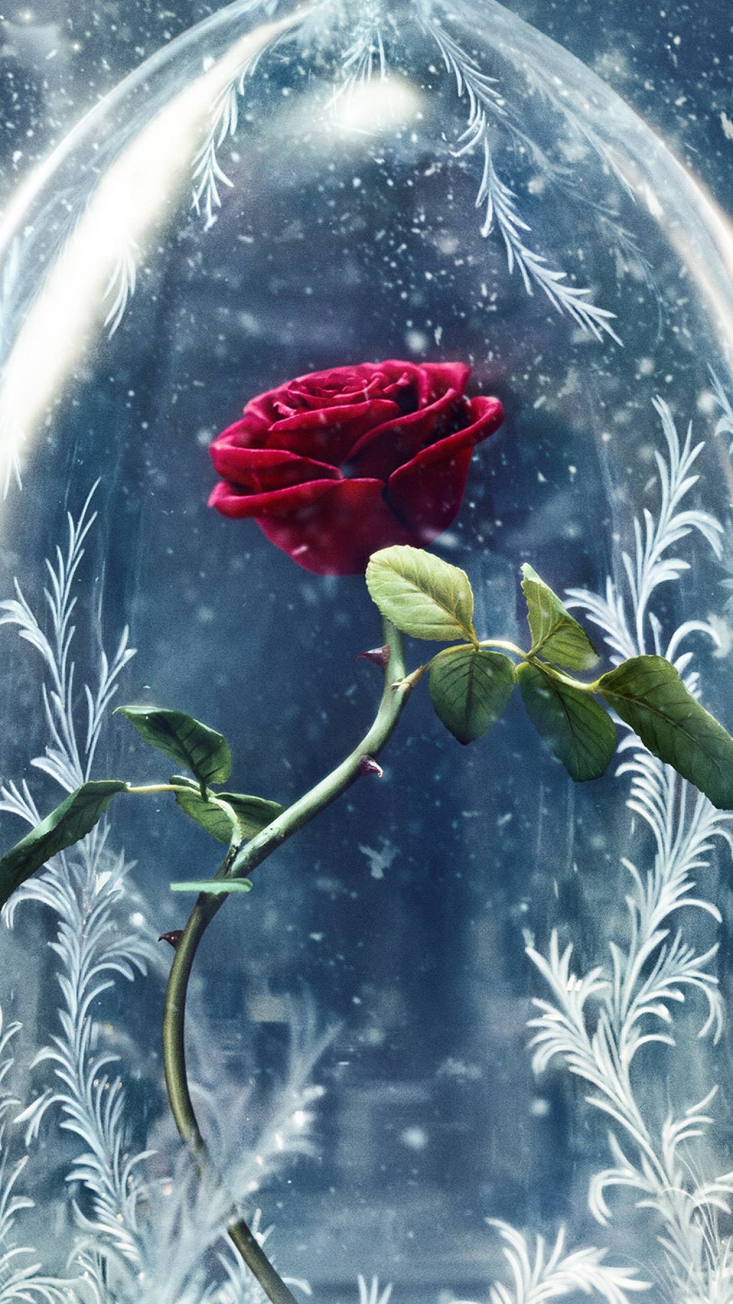 Detail Beauty And The Beast Rose Wallpaper Nomer 4