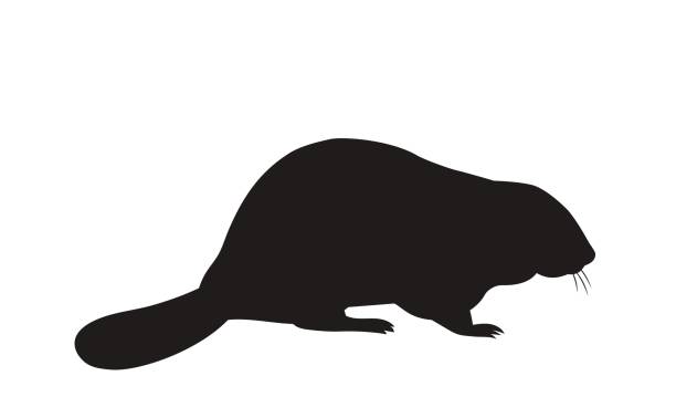 Detail Beaver Clipart Nomer 14