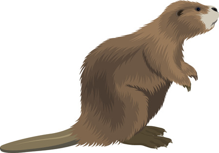 Detail Beaver Clipart Free Nomer 13